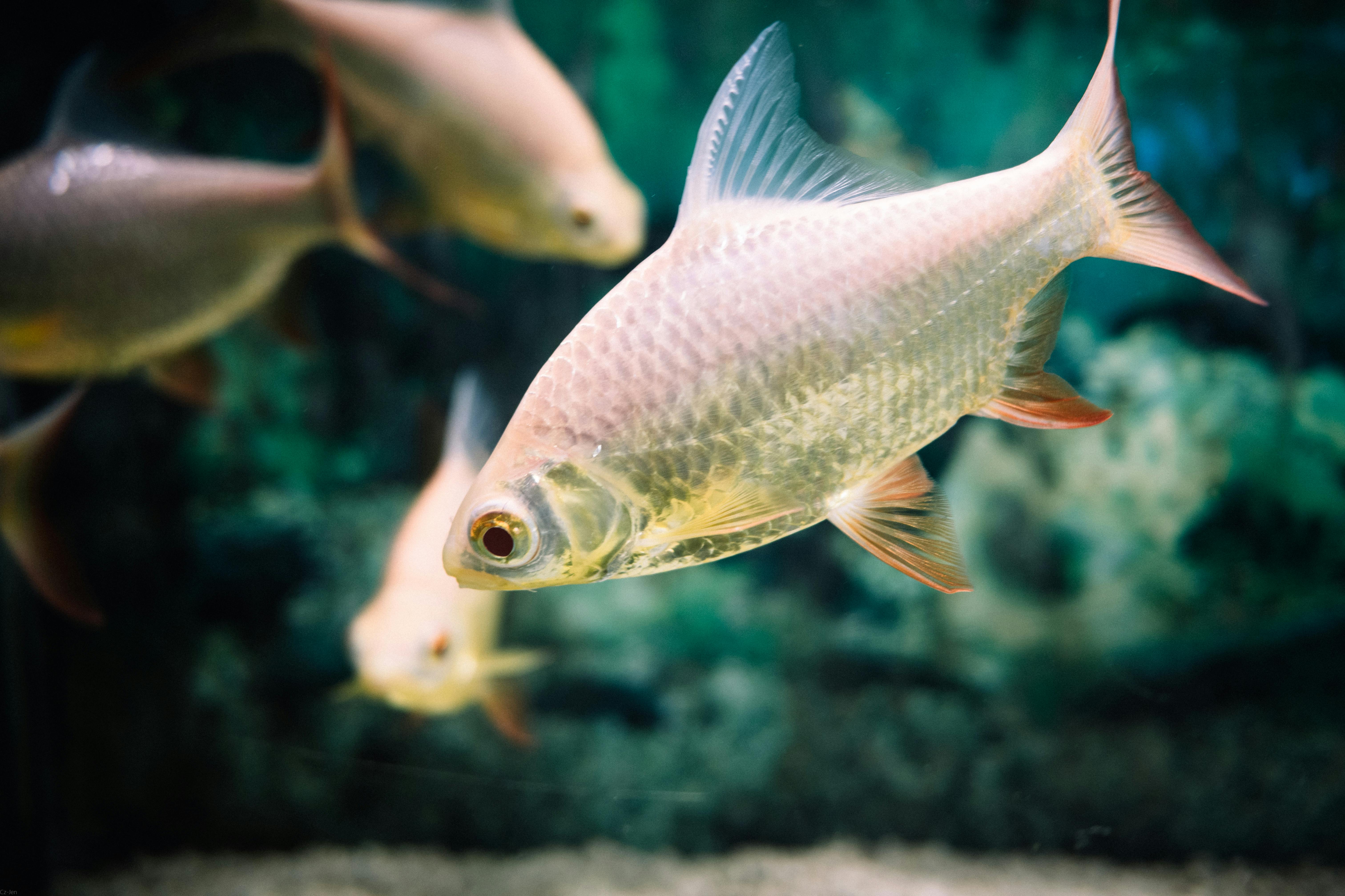 Top 5 Ways to Choose the Right Fish for Your 2025 Budget