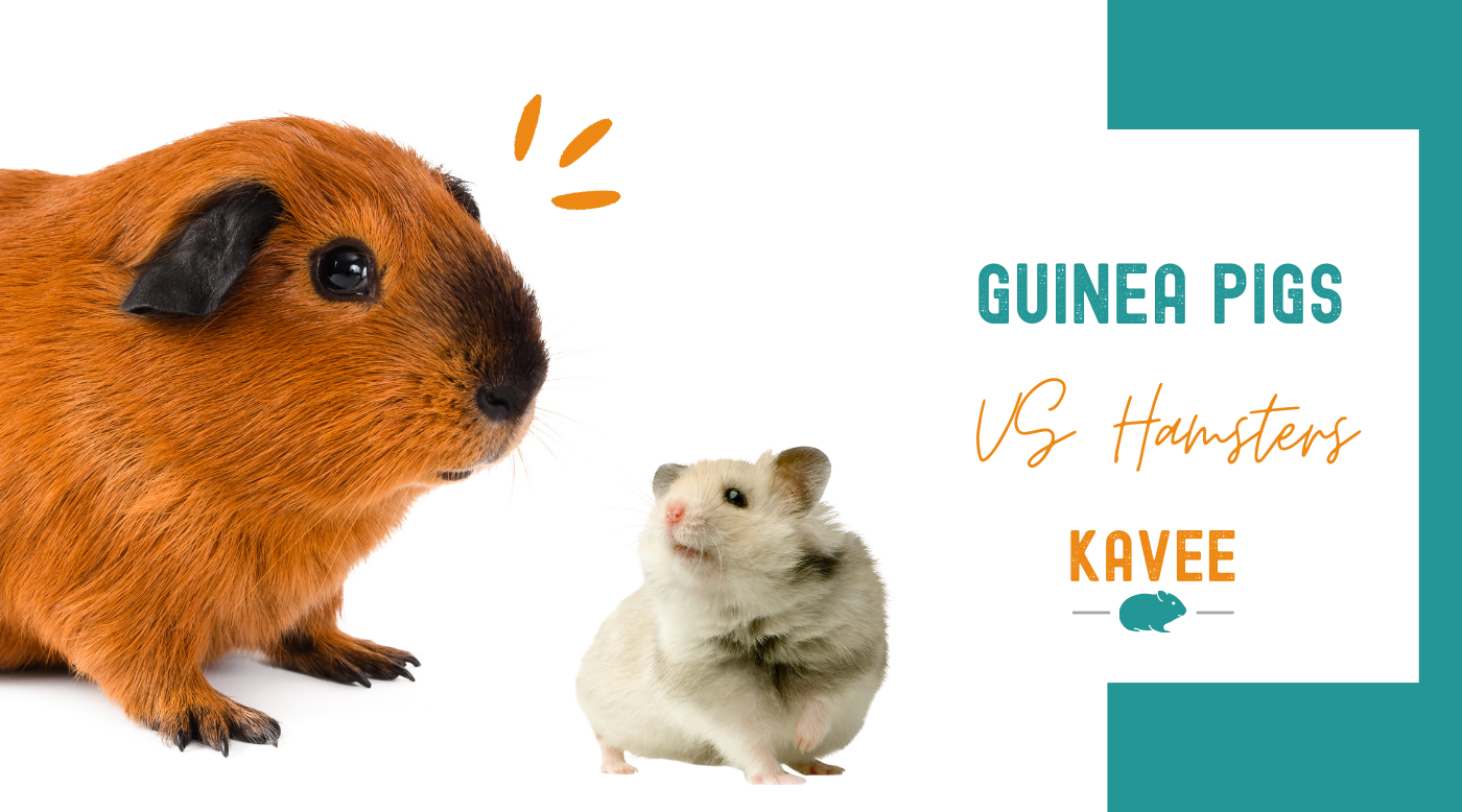 Guinea Pig vs Hamster Infographic