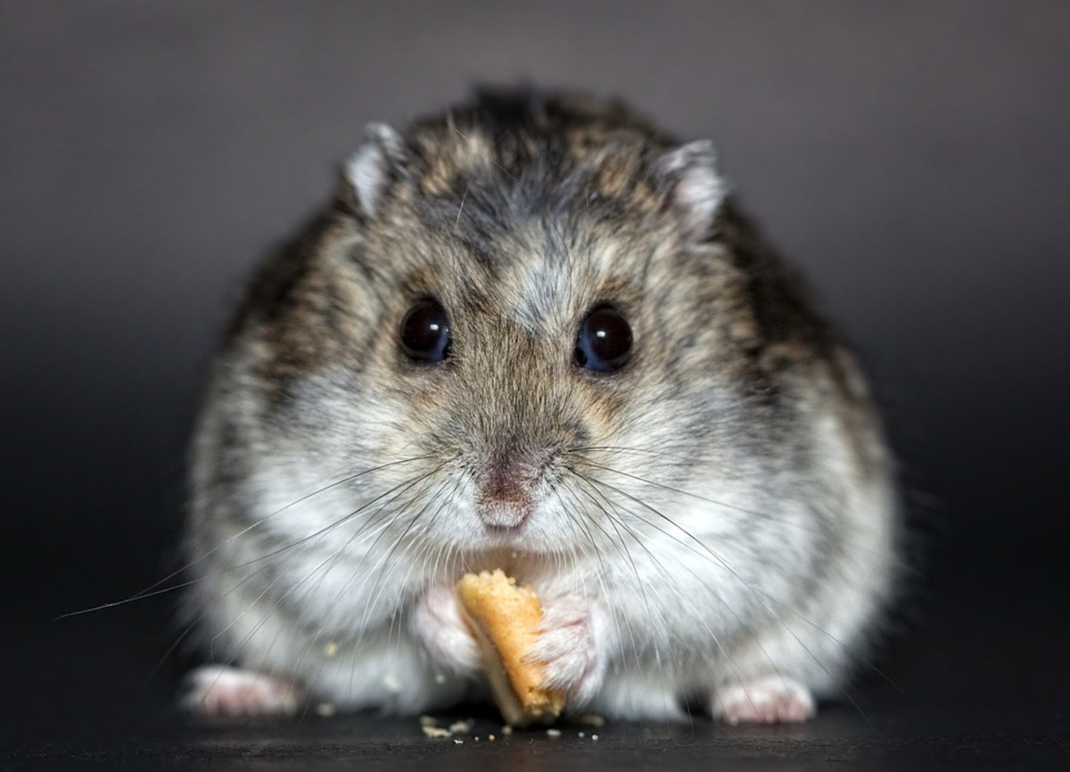 Cute Black Bear Hamster