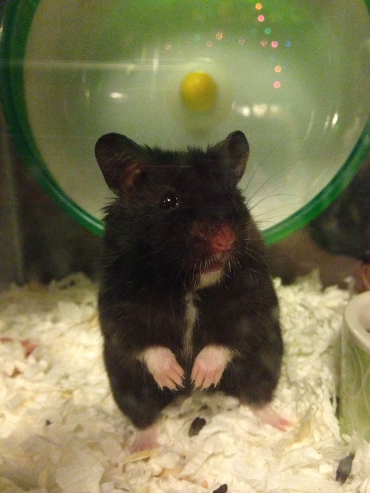 Black Bear Hamster in Habitat