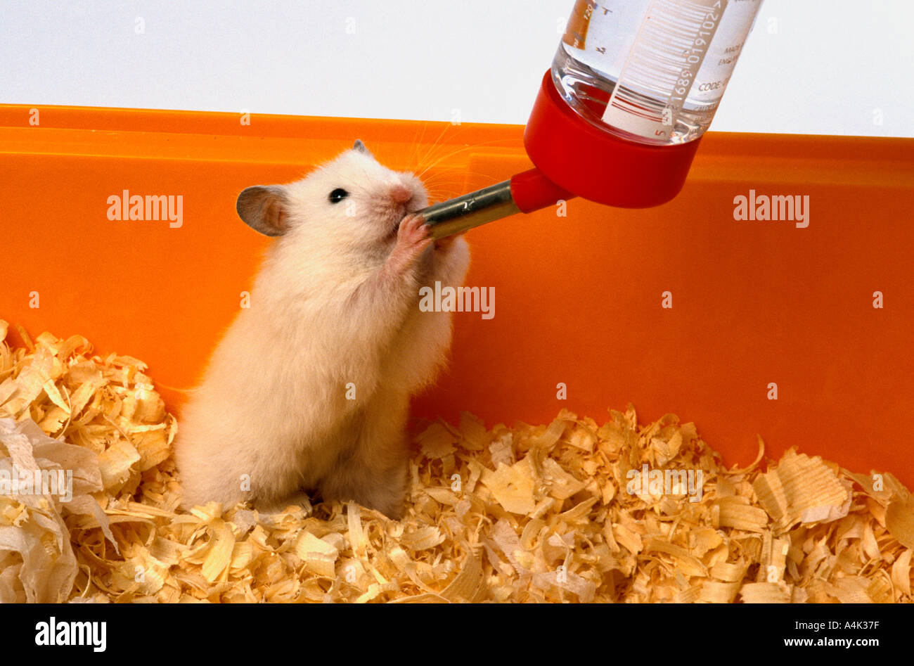 Hamster enjoying water