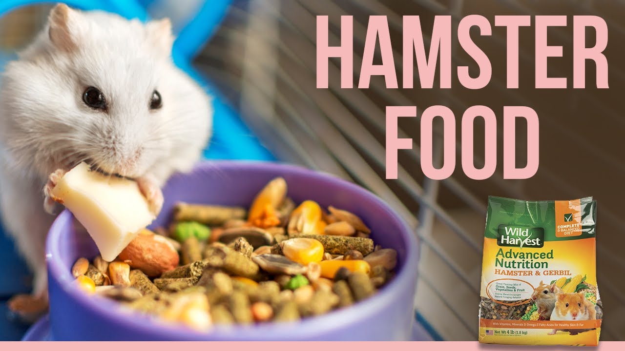 Best Hamster Food