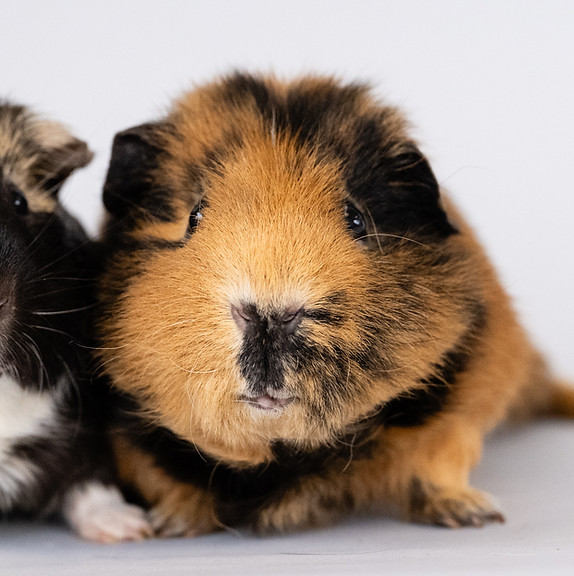 Guinea Pigs for Sale