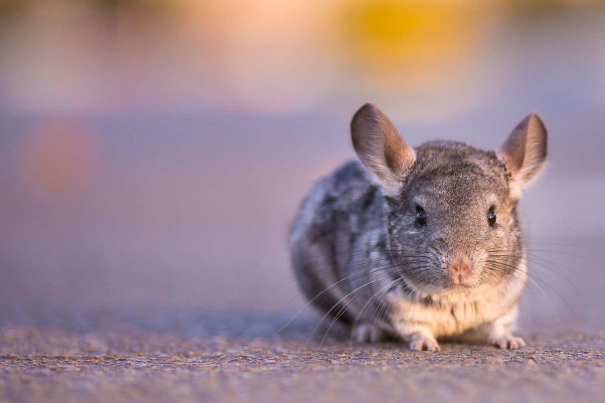 Chinchilla Sale Costs