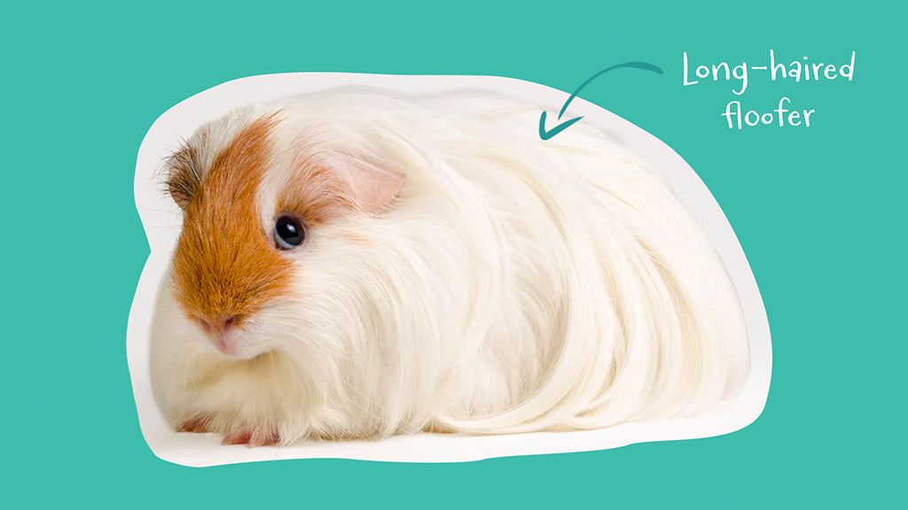 Long Hair Guinea Pig 1