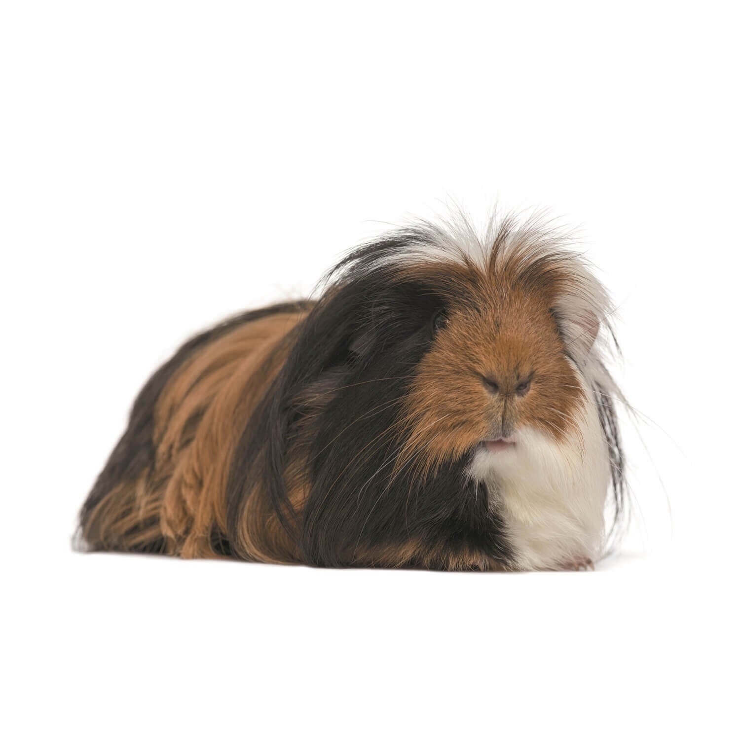 Long Hair Guinea Pig 2