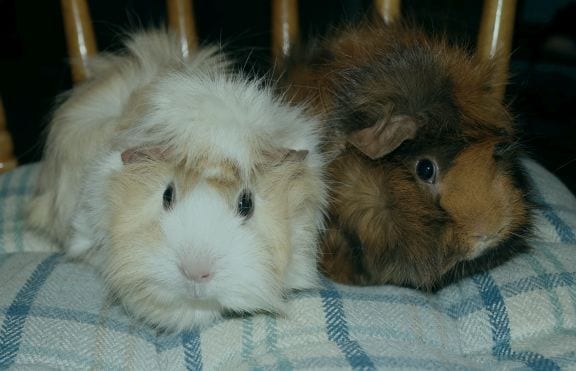 Fluffy Guinea Pig