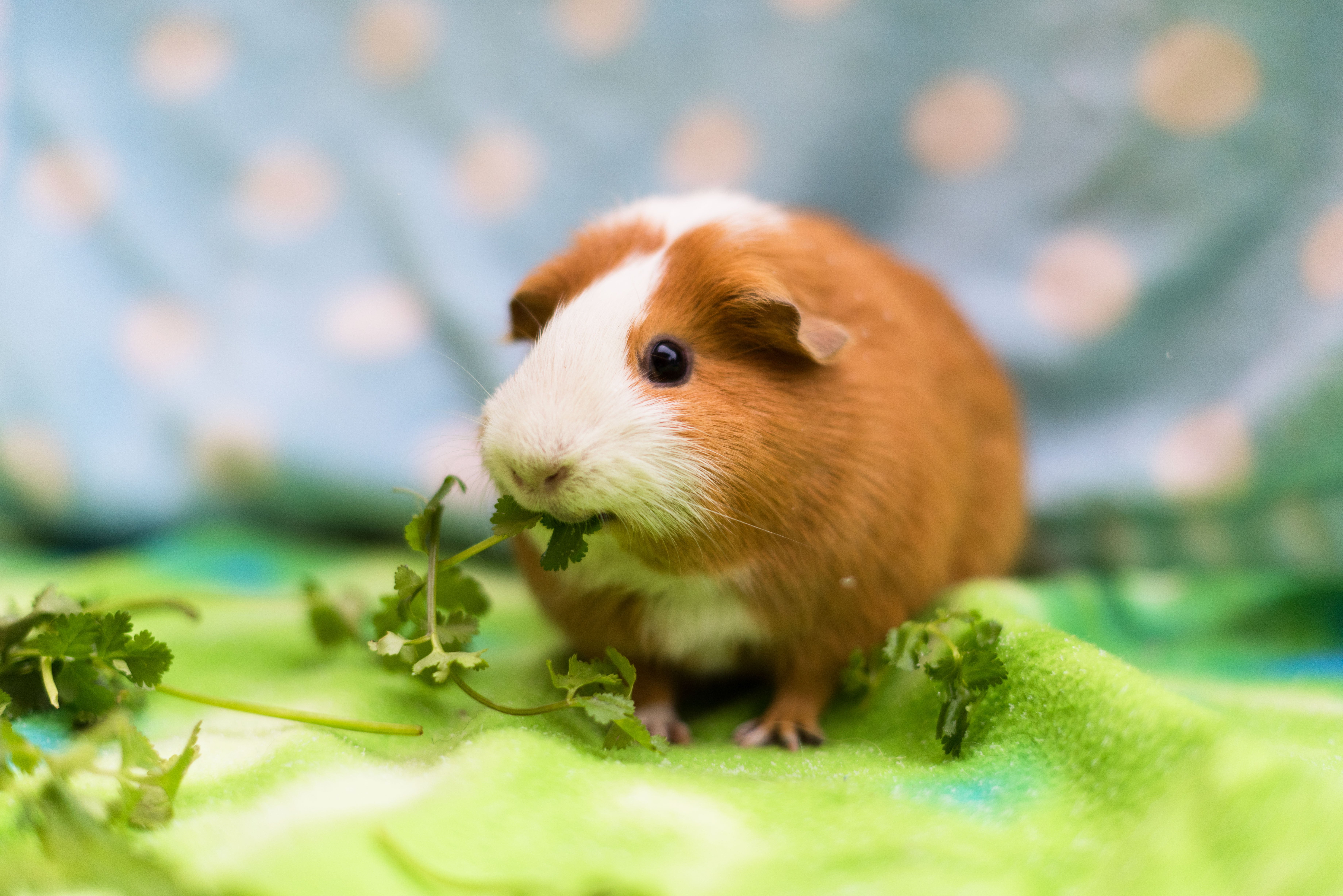 Another Cute Guinea Pig