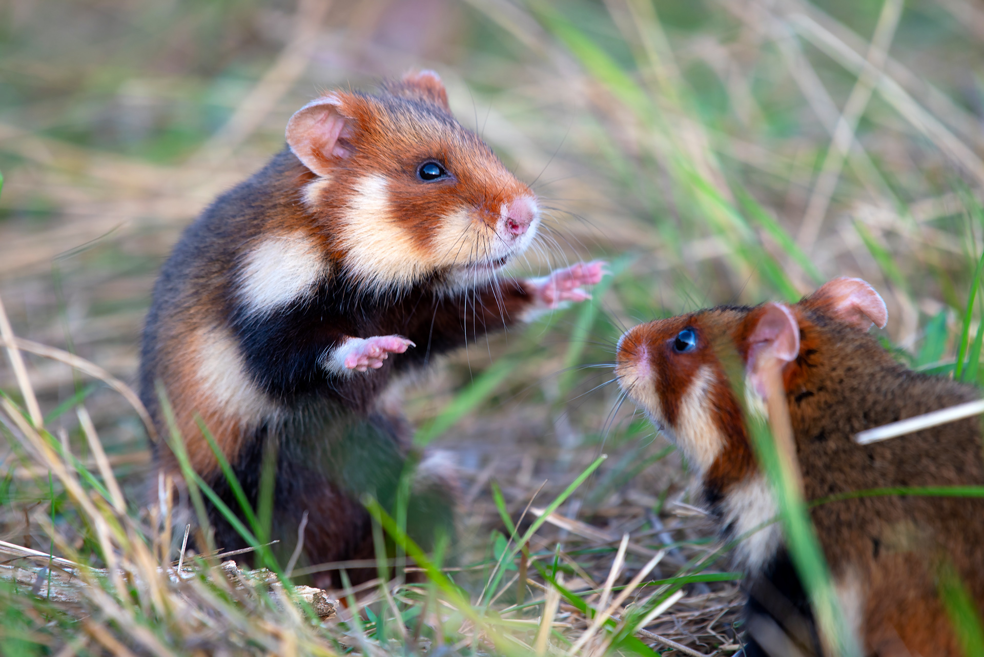 Cute Hamsters