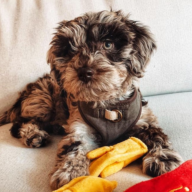 Cute puppies for sale in Cincinnati