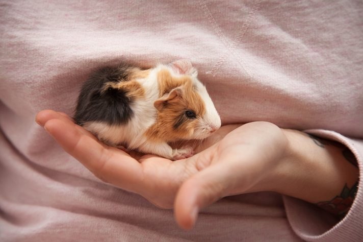 Baby Skinny Pig