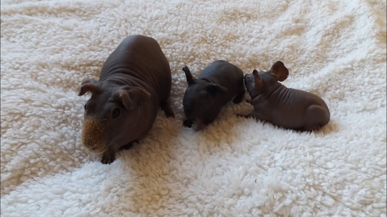 Cute Baby Skinny Pig