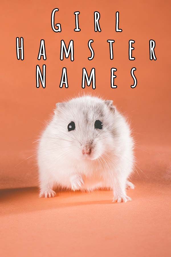 Adorable girl hamster names