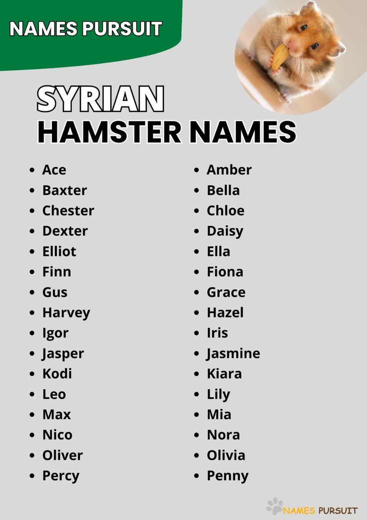 Cute girl hamster names