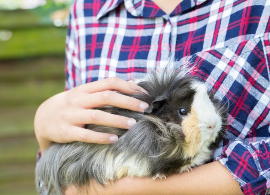 Hairy Guinea Pig