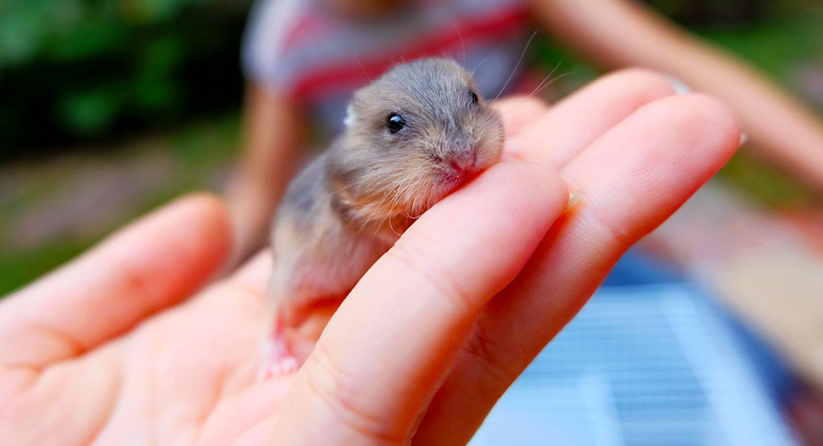 Baby Dwarf Hamster