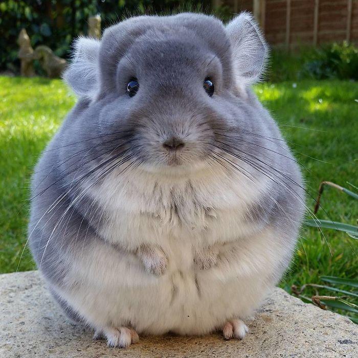 Cute chinchillas