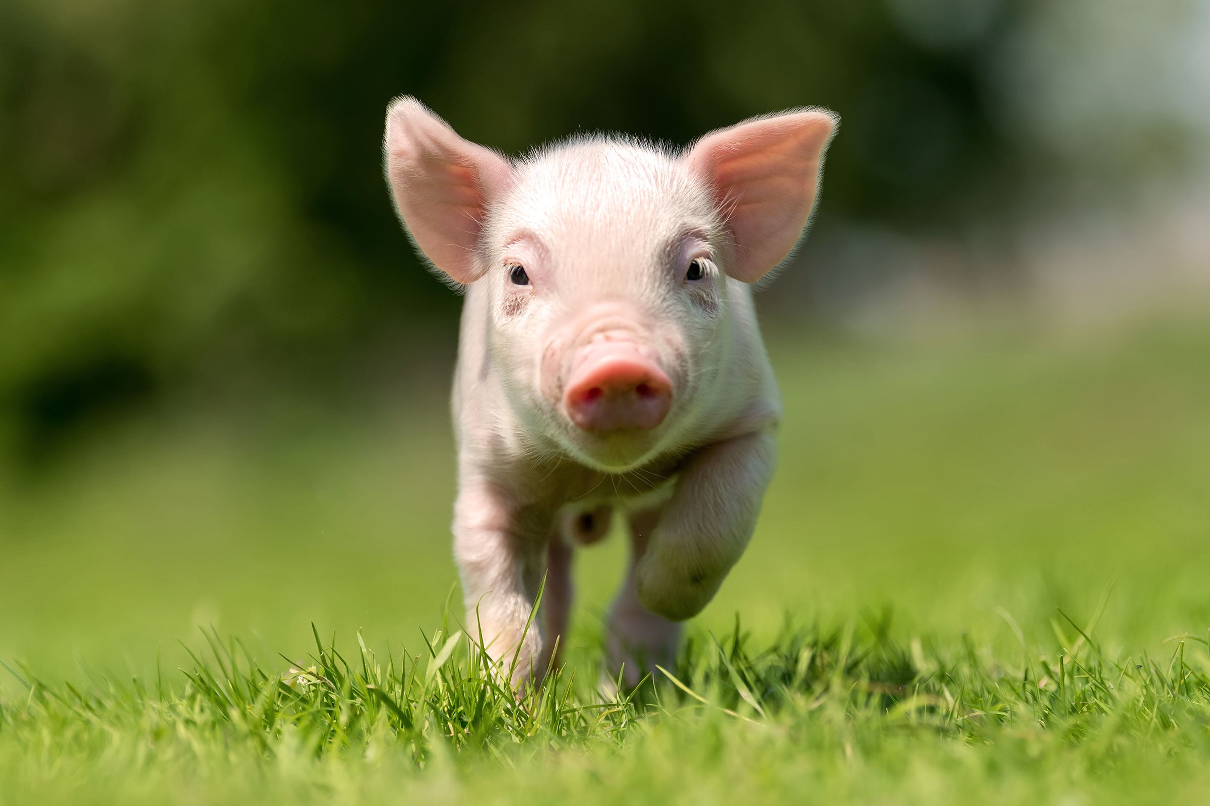 Adorable baby pig with a unique name