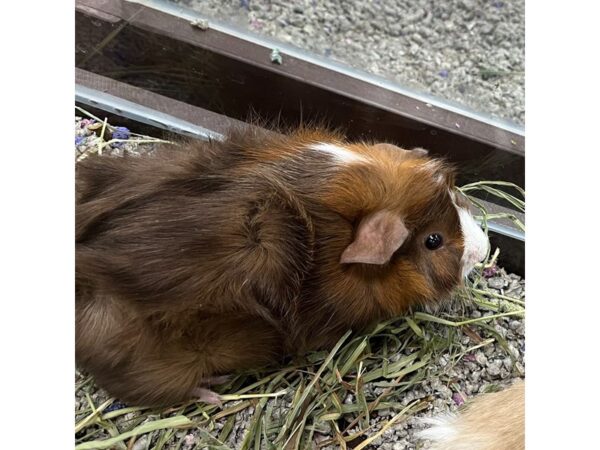 Brown Guinea Pig