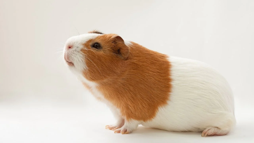 Happy Brown Guinea Pig