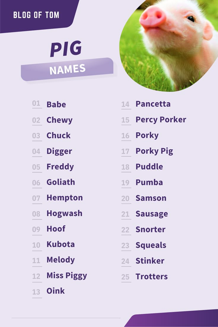 Cute Boy Pig Names