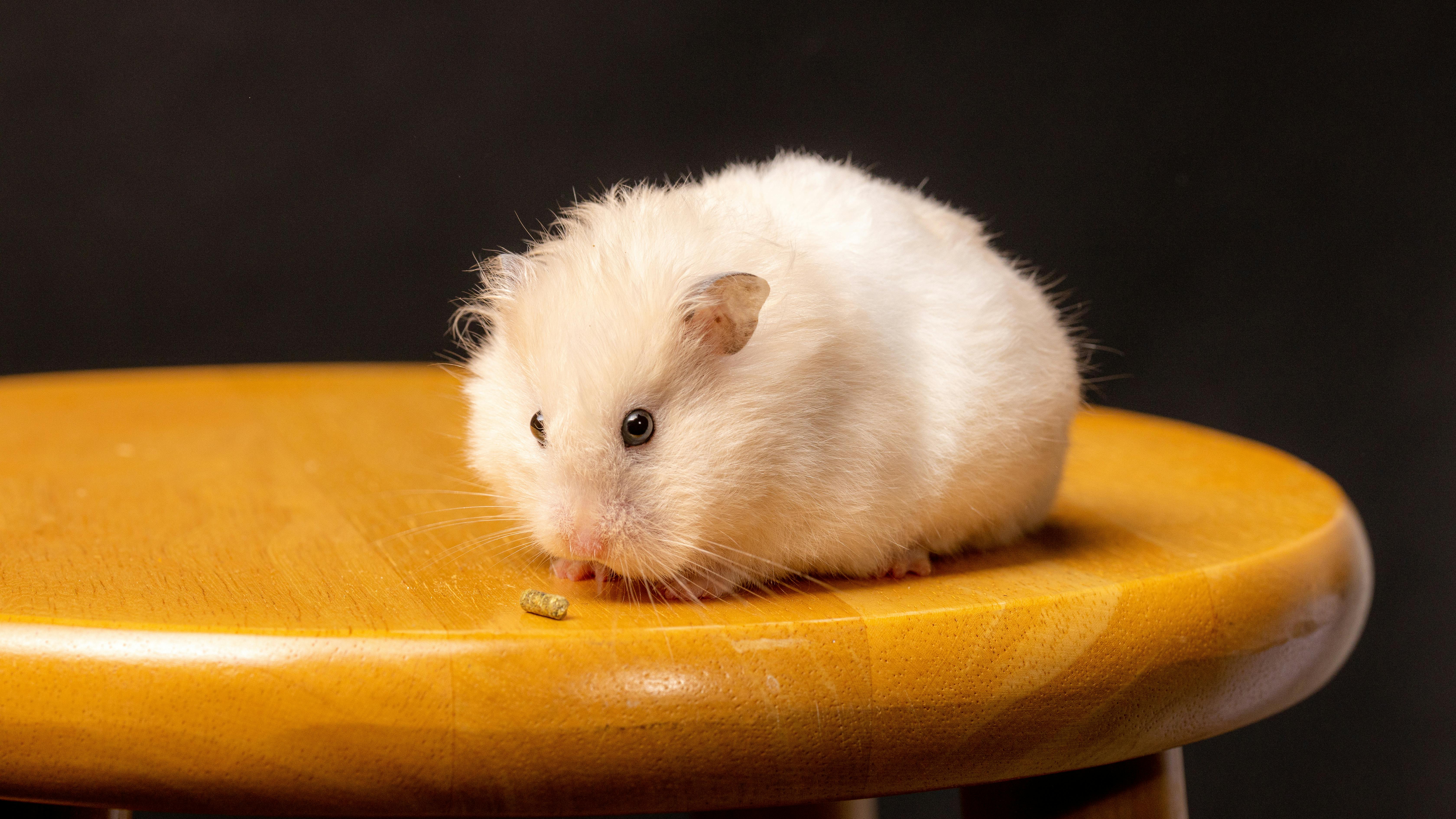 Syrian hamster for sale