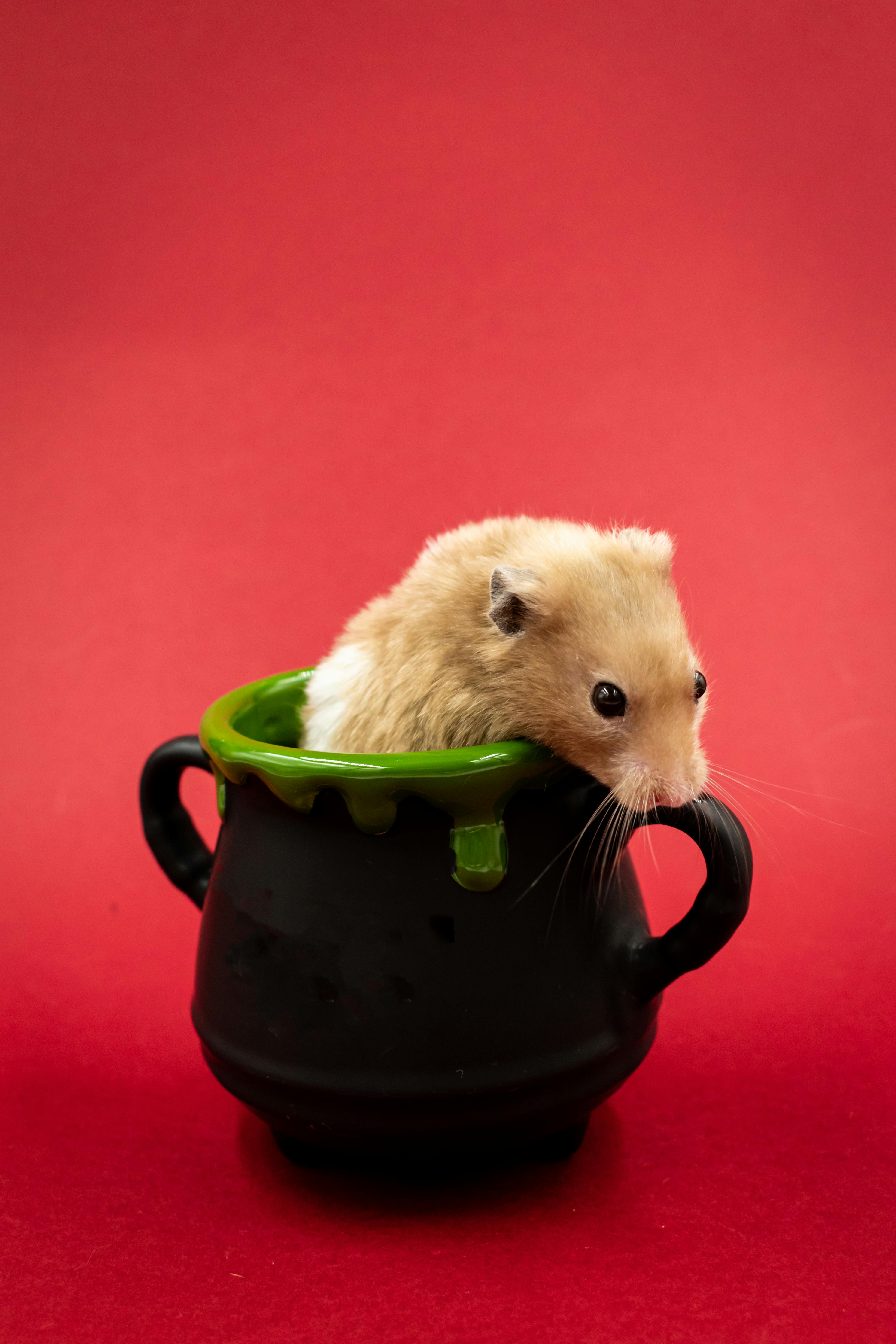 Caring for Syrian Hamsters