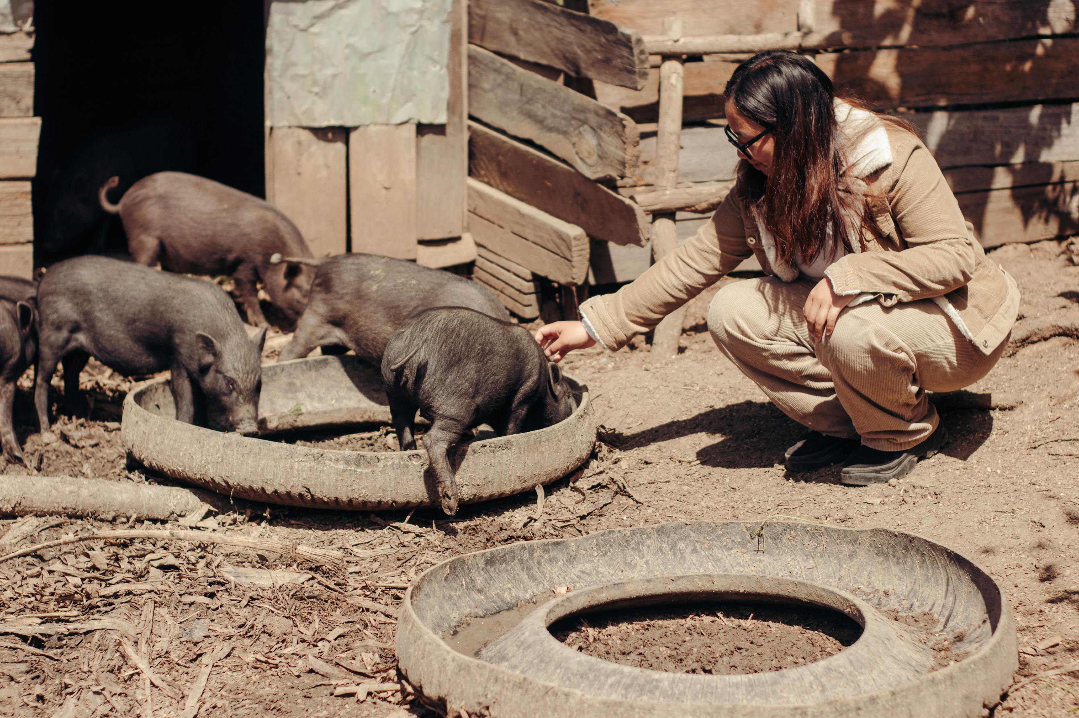 Quality Piglets for Sale