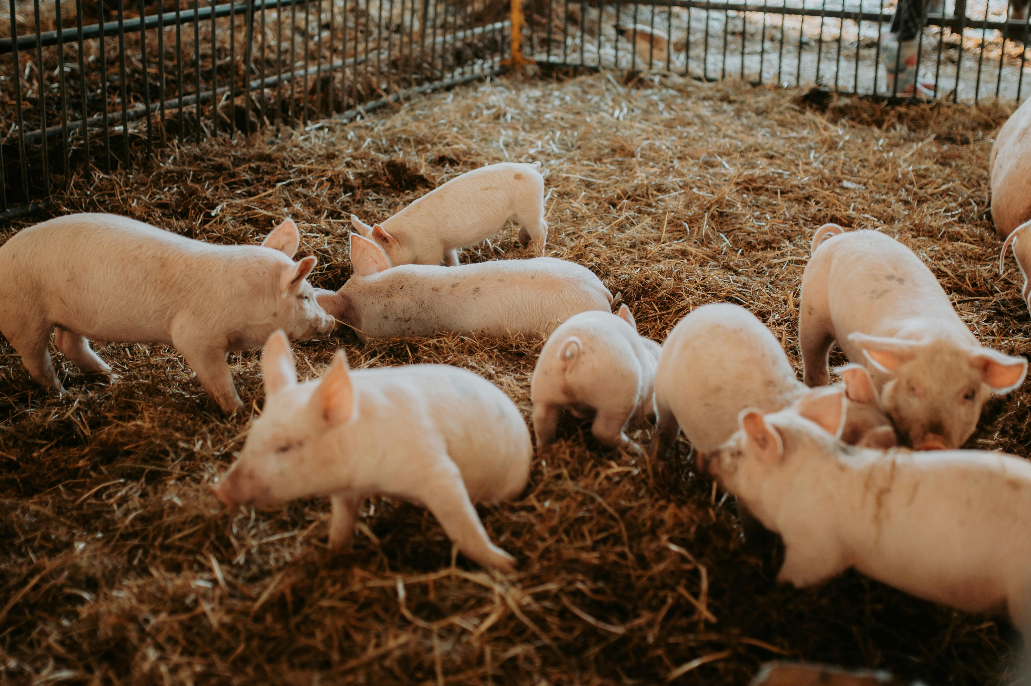 Various Breeds of Piglets Available