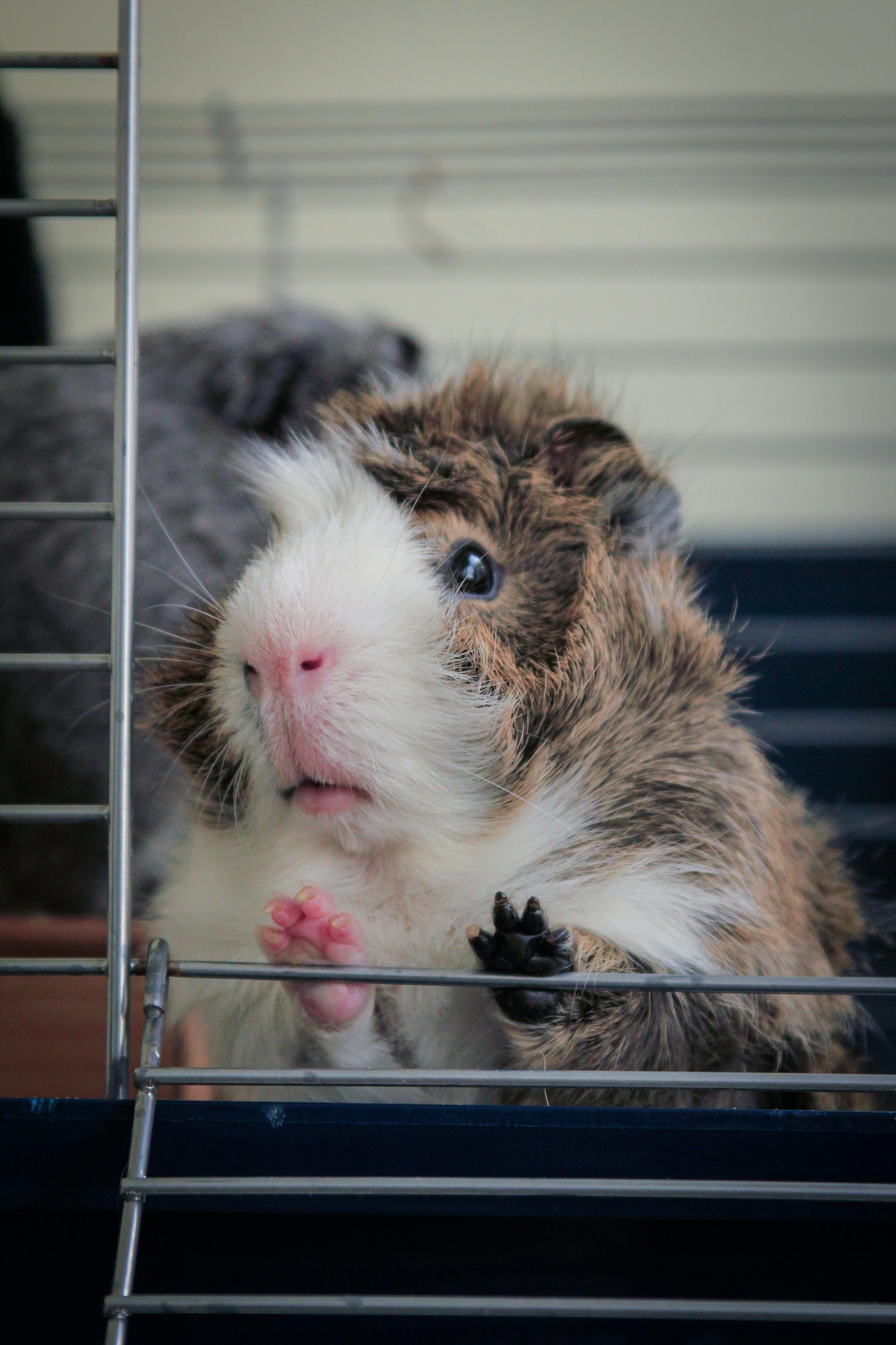 Hamster enjoying the sunroof