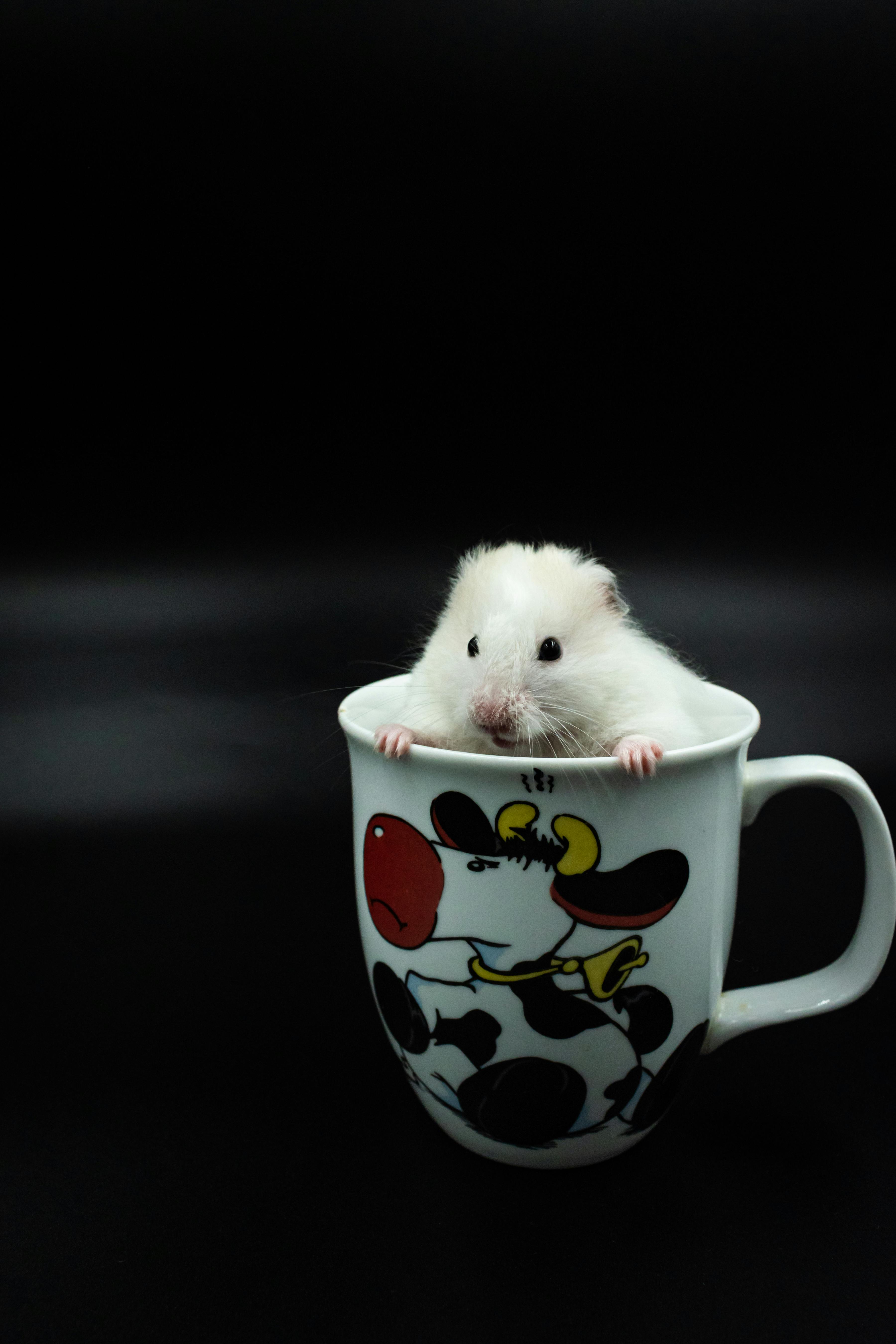 Cute Hamster