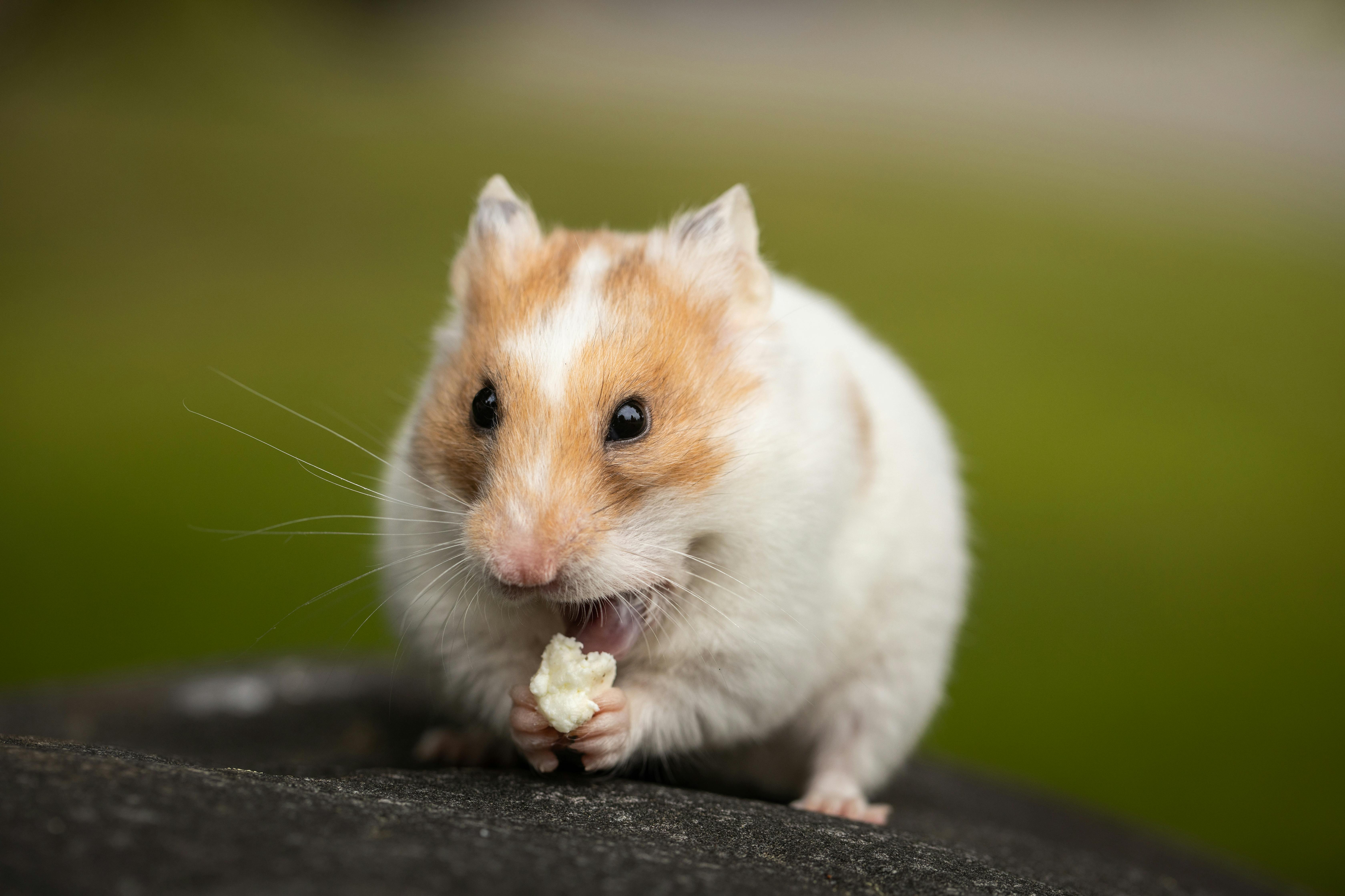 Hamster Habitat